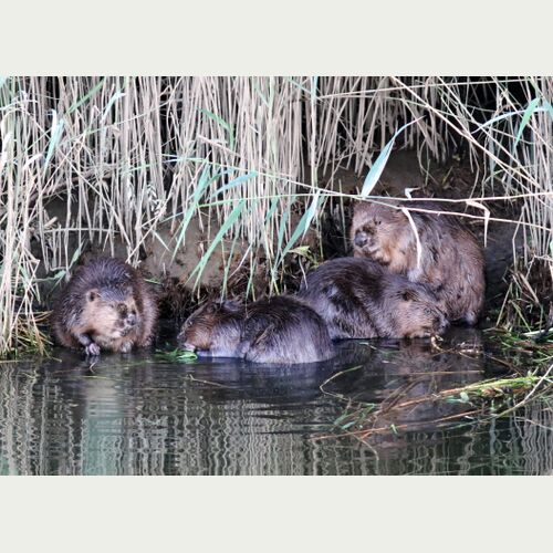 2016 gelang der erste Nachweis von Biberjungtieren in Hamburg